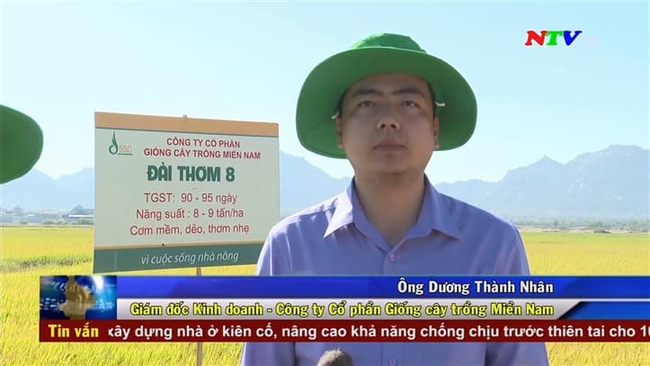 Nông dân xã Phước Nam trồng lúa mô hình cánh đồng lớn với giống lúa Đài Thơm 8