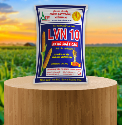 Giống ngô tẻ lai F1 SSC557 - SSC