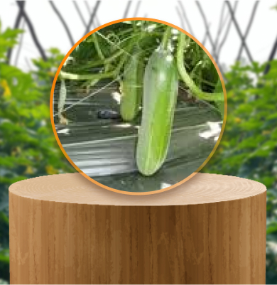 F1 hybrid Cucumber CUC 300